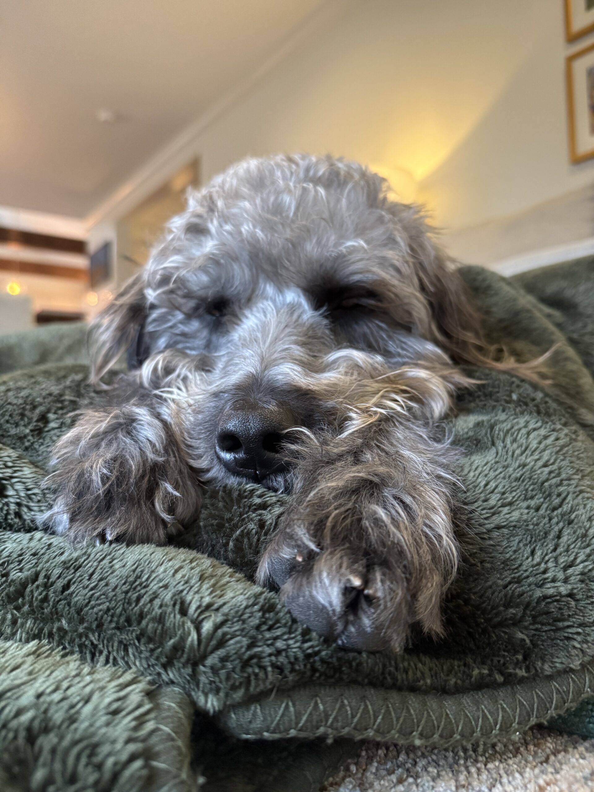 a photo of a gray and black dog sleeping